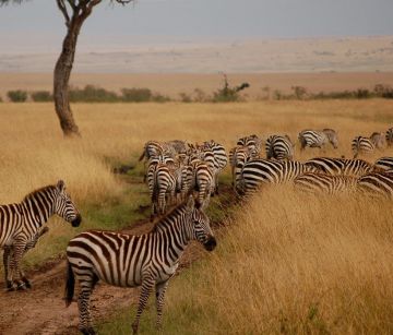 Кения: Истинско сафари преживяване  Посещение на Масай Мара, Найроби, Найваша, Амбосели