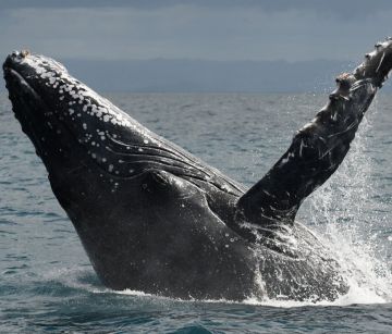 ПОЧИВКА в МАДАГАСКАР - остров Сент Мари - тропически рай и девствени плажове!