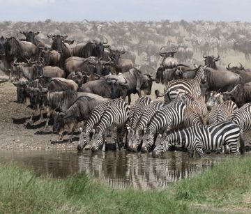 Екскурзия до ТАНЗАНИЯ със ЗАНЗИБАР: несравним сафари спектакъл и прекрасна почивка - с водач от България!