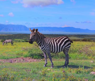 Добре дошли в Танзания! HAKUNA MATATA! ПУМБА сафари в саваната на ТАНЗАНИЯ със Серенгети и Нгоронгоро - индивидуални пътувания през цялата 2022 г.