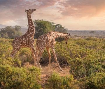 Кения – От саваната до океана - сафари приключение и релакс на брега на Индийския океан
