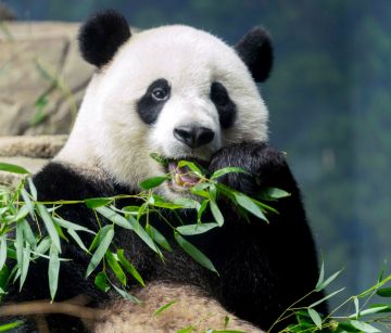 ОТ ПАНДИТЕ ДО ШАНХАЙ - ЛУКСОЗЕН КРУИЗ СРЕД ЧУДЕСАТА НА КИТАЙ / ПРОГРАМА С 11 НОЩУВКИ, 13 ДНИ / ДАТИ: 14.05.2026 - 27.05.2026